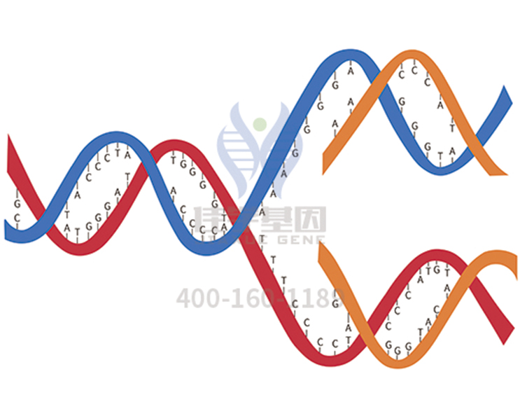 【佳學(xué)基因檢測(cè)】<font color='red'><font color='red'>乳清</font>酸</font>尿癥基因解碼、基因檢測(cè)的報(bào)告有人解讀嗎？