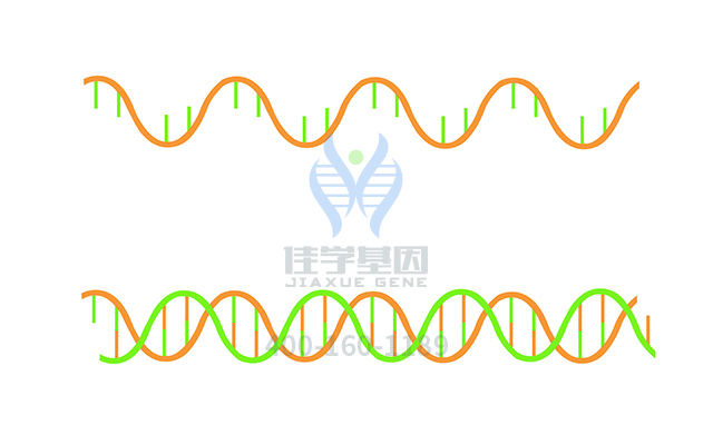 【佳學基因檢測】做楓糖尿病2型基因解碼、<a href=http://m.lucasfraser.com/tk/jiema/cexujishu/2021/31933.html>基因檢測</a>需要多少錢？