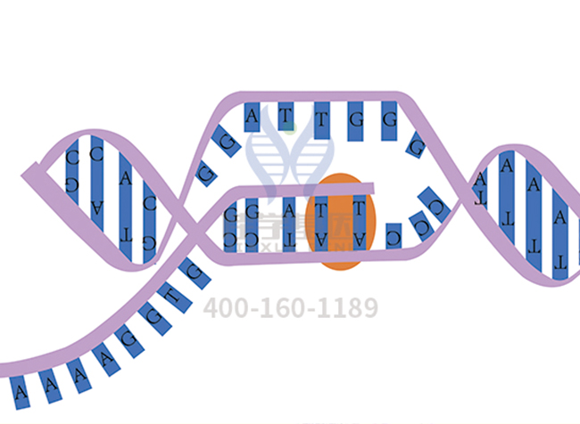 【佳學基因檢測】MDA5缺乏癥基因解碼、<a href=http://m.lucasfraser.com/tk/jiema/cexujishu/2021/31933.html>基因檢測</a>報告時間是一樣的嗎？