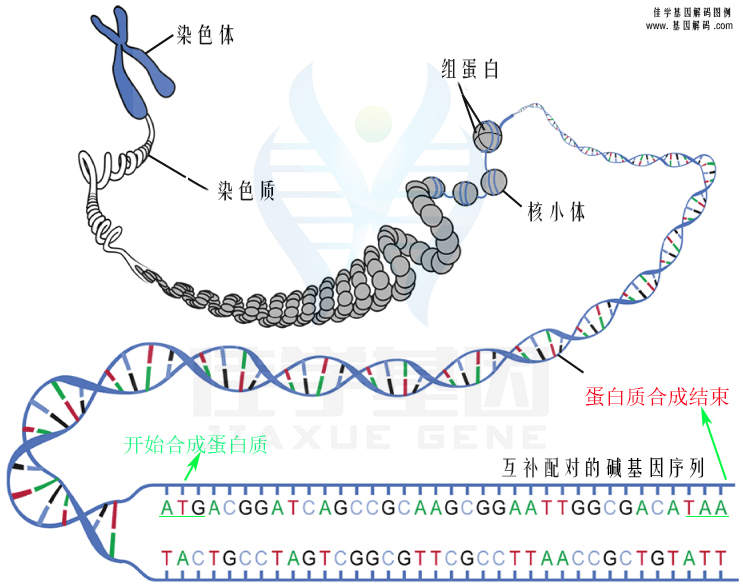 【佳學(xué)基因檢測(cè)】需要多長(zhǎng)時(shí)間可以拿艾司西酞普蘭敏感性-代謝/PK基因解碼、<a href=http://m.lucasfraser.com/tk/jiema/cexujishu/2021/31933.html>基因檢測(cè)</a>報(bào)告？