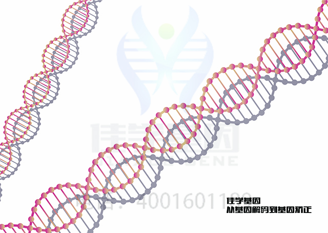 【佳學(xué)基因檢測(cè)】病理性肥胖基因解碼、<a href=http://m.lucasfraser.com/tk/jiema/cexujishu/2021/31933.html>基因檢測(cè)</a>可以只做<a href=http://m.lucasfraser.com/tk/jiema/cexujishu/2021/31933.html>基因檢測(cè)</a>嗎？