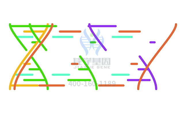 【佳學(xué)基因檢測】什么人要做類史密斯-馬吉尼斯綜合癥基因解碼、<a href=http://m.lucasfraser.com/tk/jiema/cexujishu/2021/31933.html>基因檢測</a>？