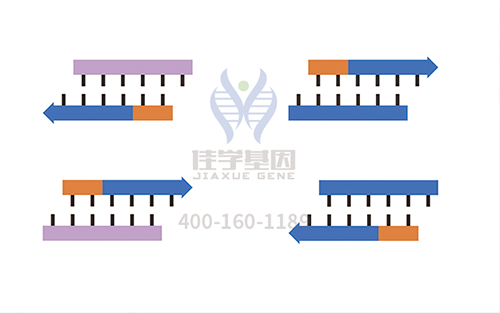 【佳學(xué)基因檢測(cè)】羊毛狀發(fā)痣基因解碼、<a href=http://m.lucasfraser.com/tk/jiema/cexujishu/2021/31933.html>基因檢測(cè)</a>的報(bào)告有人解讀嗎？