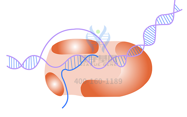 【佳學(xué)基因檢測】甲狀腺發(fā)育異常1基因解碼、<a href=http://m.lucasfraser.com/tk/jiema/cexujishu/2021/31933.html>基因檢測</a>報(bào)告時(shí)間是一樣的嗎？