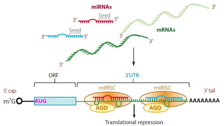 miRNA作用機(jī)理