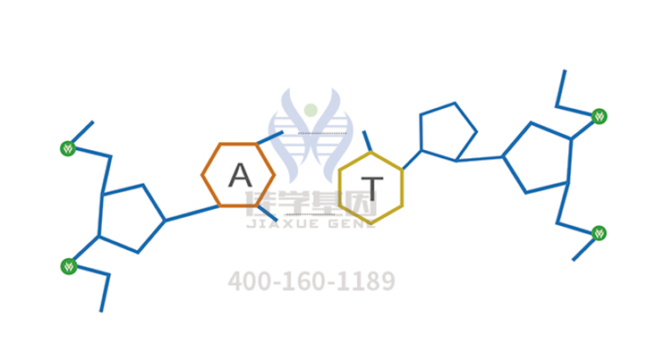 高精度突變檢測為什么包含EIF4G2基因？